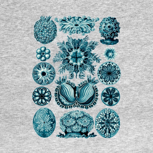 Ernst Haeckel Ascidiae Sea Squirts Teal by Scientistudio